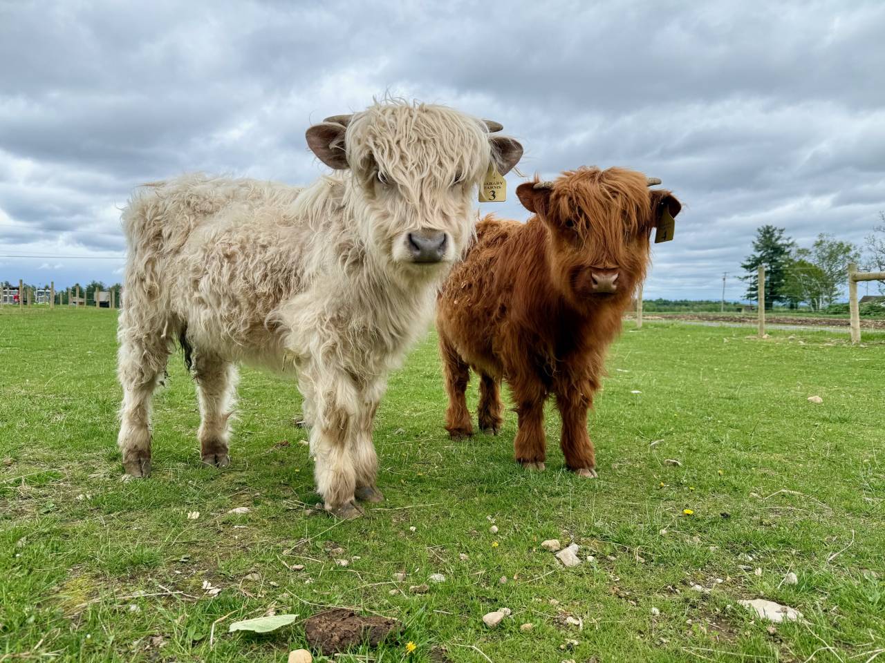 Two baby Highland cows pose for a picture.